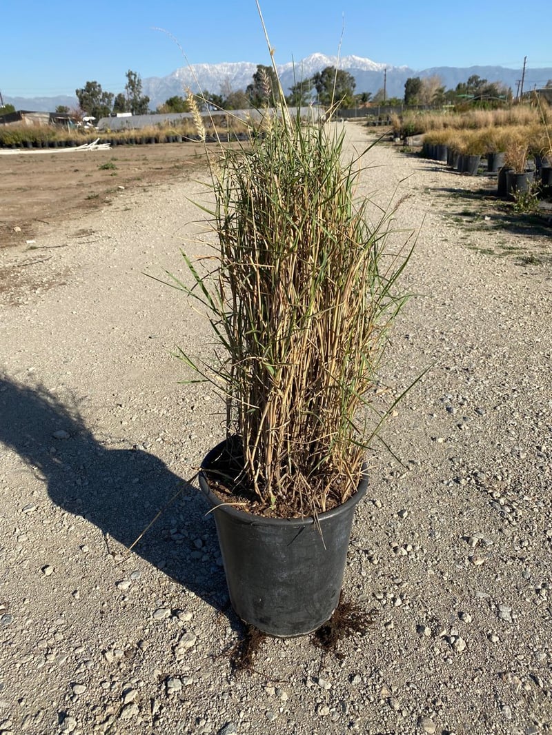 Photo for Pennisetum setaceum (Fountain Grass)