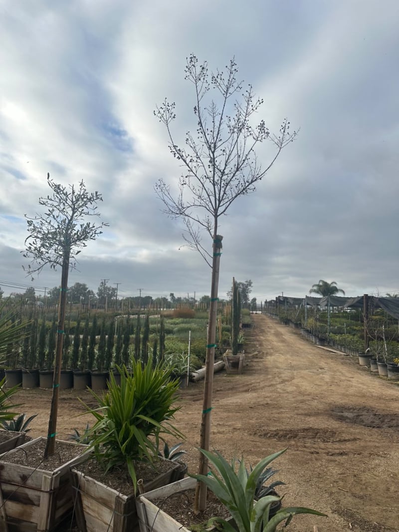 Photo for Lagerstroemia indica x fauriei 'Tuscarora' (Standard) (Tuscarora Crape Myrtle)