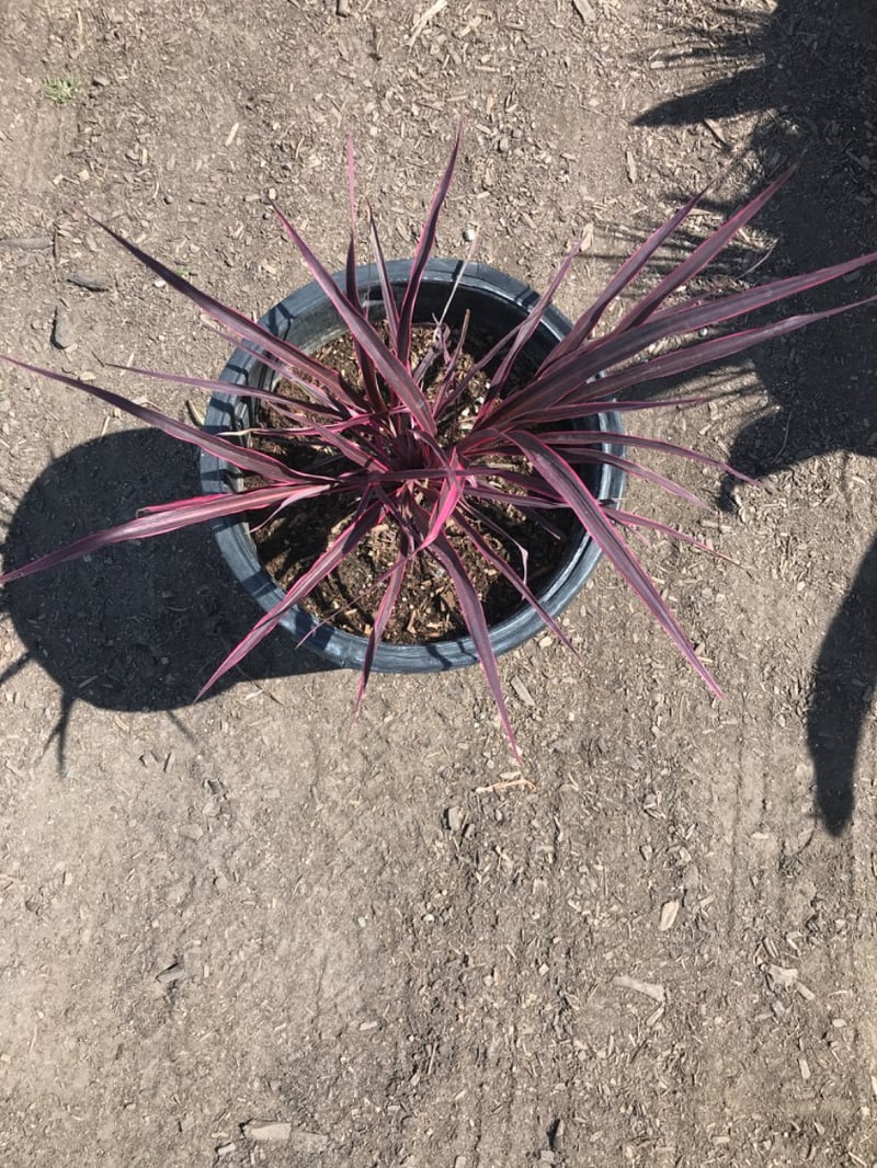 Photo for Cordyline 'Electric Pink' (Pink variegated Dracaena)