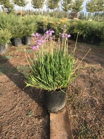 Photo for Tulbaghia violacea 'Silver Lace' (Silver Lace Variegated Society Garlic)