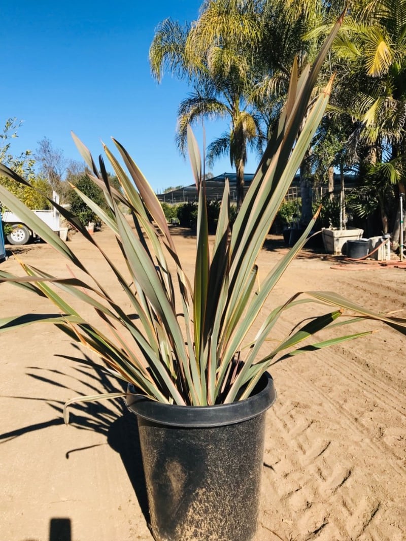 Photo for Phormium 'Sundowner' (Sundowner New Zealand Flax)