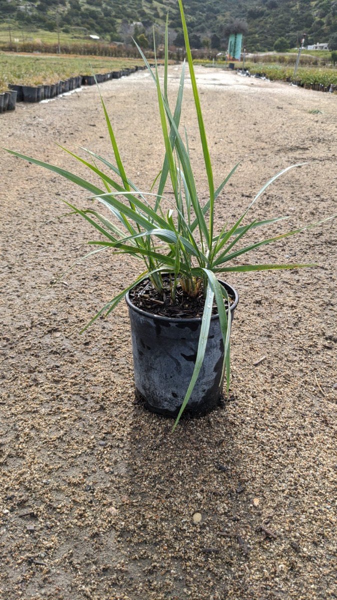 Photo for Leymus condensatus 'Canyon Prince' (Blue Lyme Grass)