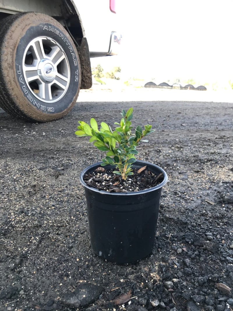 Photo for Buxus microphylla japonica 'Winter Gem' (Winter Gem Boxwood)