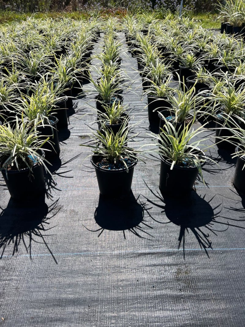 Photo for Ophiopogon intermedius 'Argenteomarginatus' (Aztec Grass)