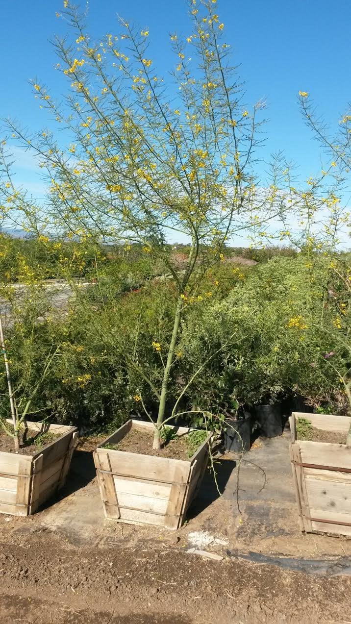 Photo for Cercidium x 'Desert Museum' (Standard) (Desert Museum Palo Verde)