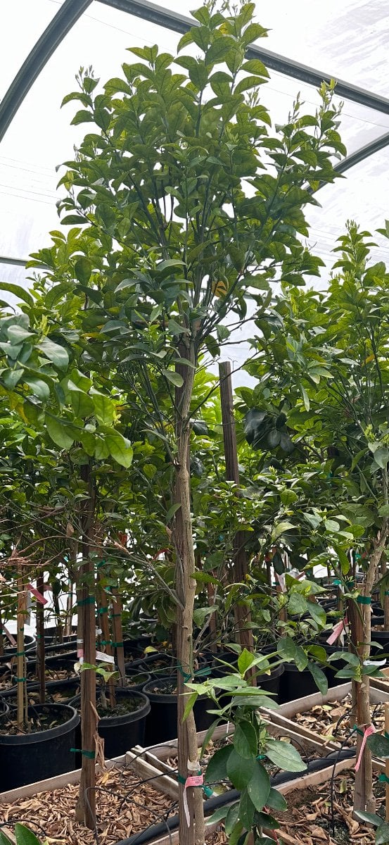 Photo for Citrus reticulata 'Tango' (Tango Mandarin)