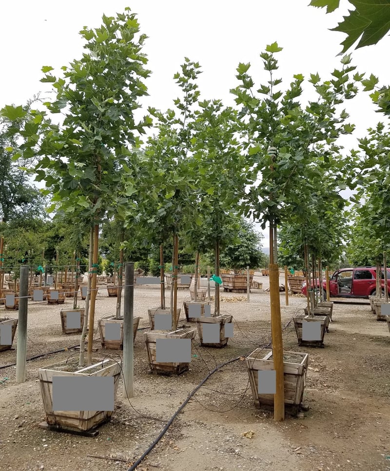 Photo for Platanus × acerifolia (London Plane Tree)