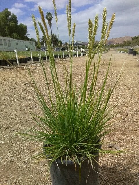 Photo for Sesleria autumnalis (Autumn Moor Grass)