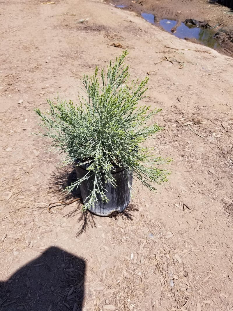 Photo for Baccharis x ‘Centennial’ (Centennial Coyote Brush)