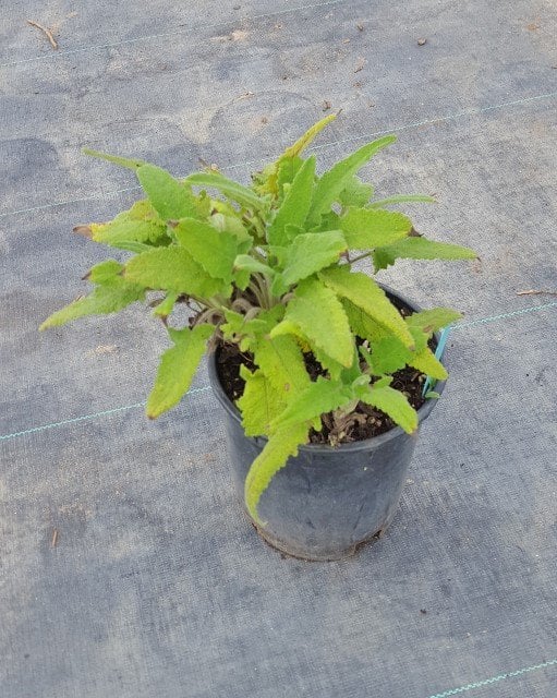 Photo for Salvia spathacea (Hummingbird Sage, Pitcher Sage)