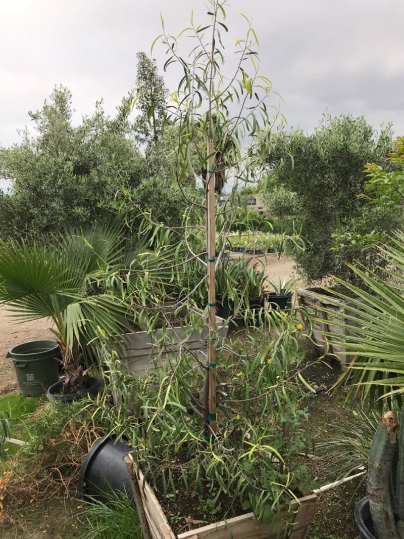 Photo for Geijera parviflora (Australian Willow)
