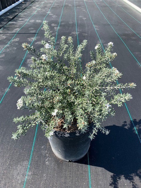 Photo for Westringia fruticosa 'Mundi' (Low Coast Rosemary)