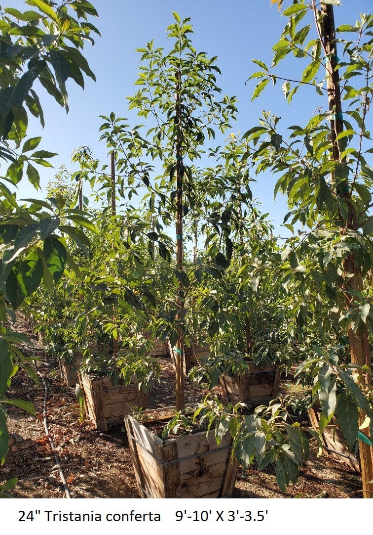 Photo for Lophostemon confertus (Brisbane Box)