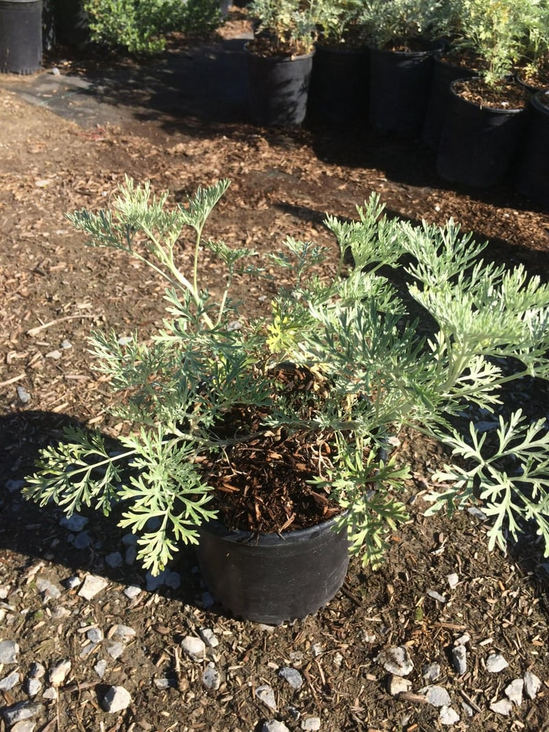 Photo for Artemisia 'Powis Castle' (Powis Castle Wormwood)