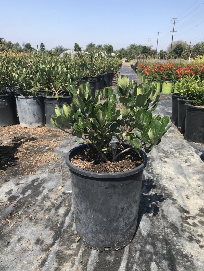 Photo for Rhaphiolepis indica 'Pink Lady' (Pink Lady Indian Hawthorn)