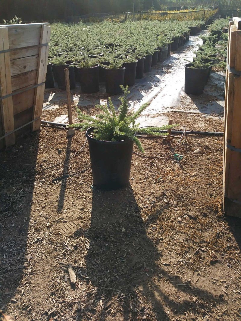 Photo for Grevillea lanigera 'Prostrate' (Prostrate Woolly Grevillea)