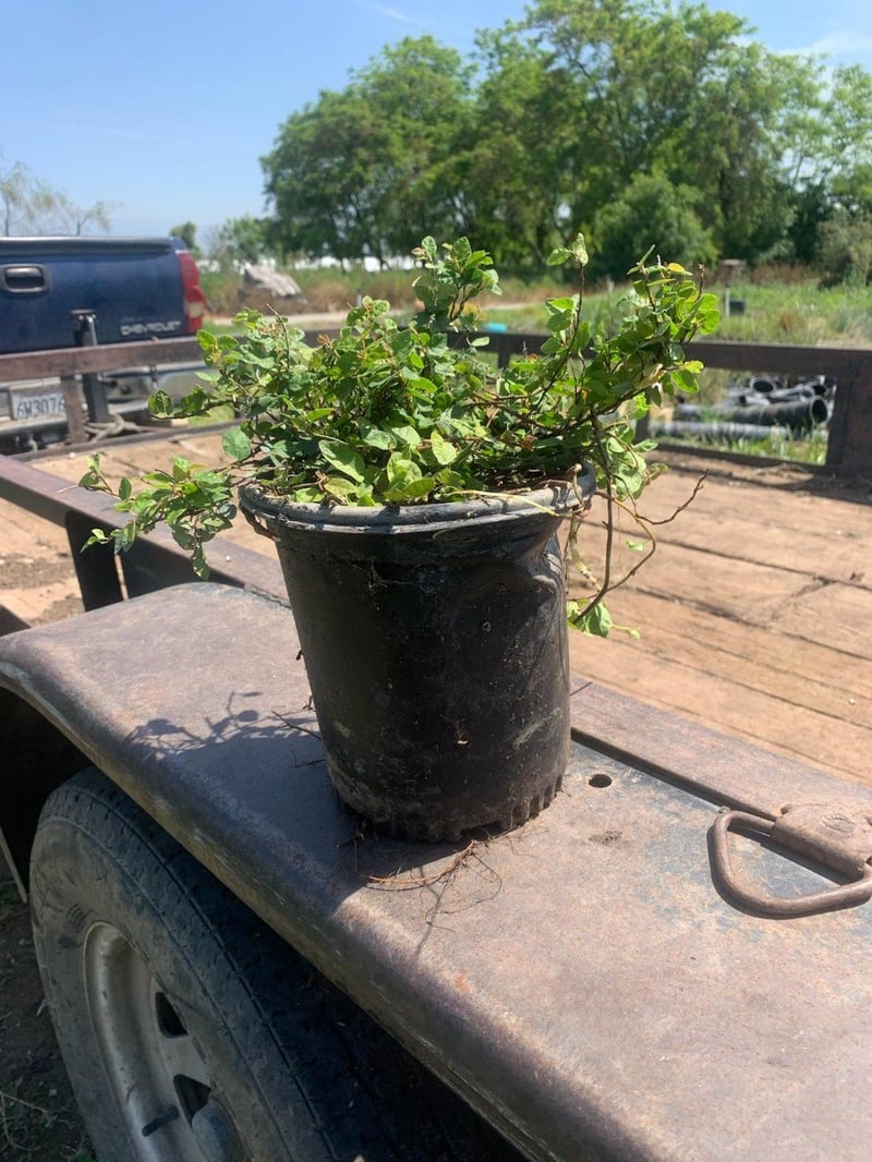 Photo for Ficus repens (Creeping Fig)