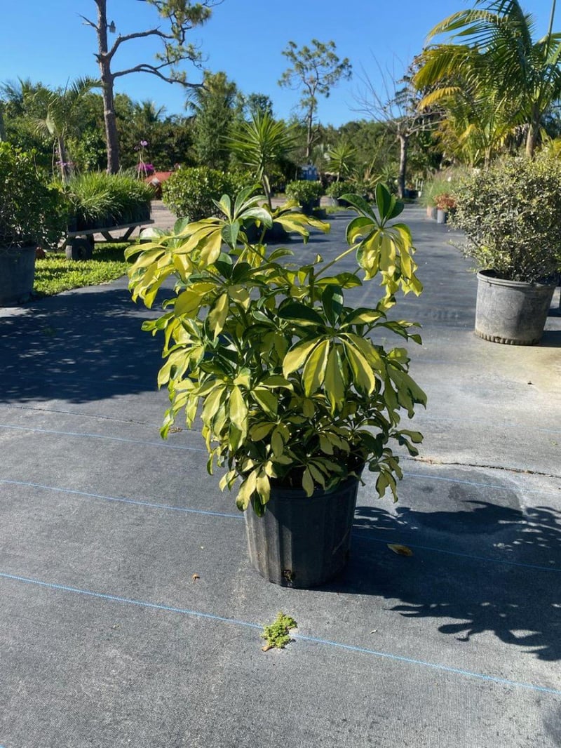 Photo for Schefflera arboricola (Dwarf Umbrella Plant)