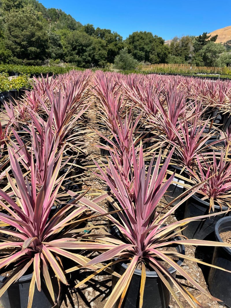 Photo for Cordyline australis 'Paso Doble' (Paso Doble Cordyline)
