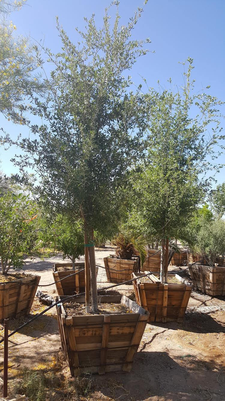 Photo for Quercus virginiana (Southern Live Oak)