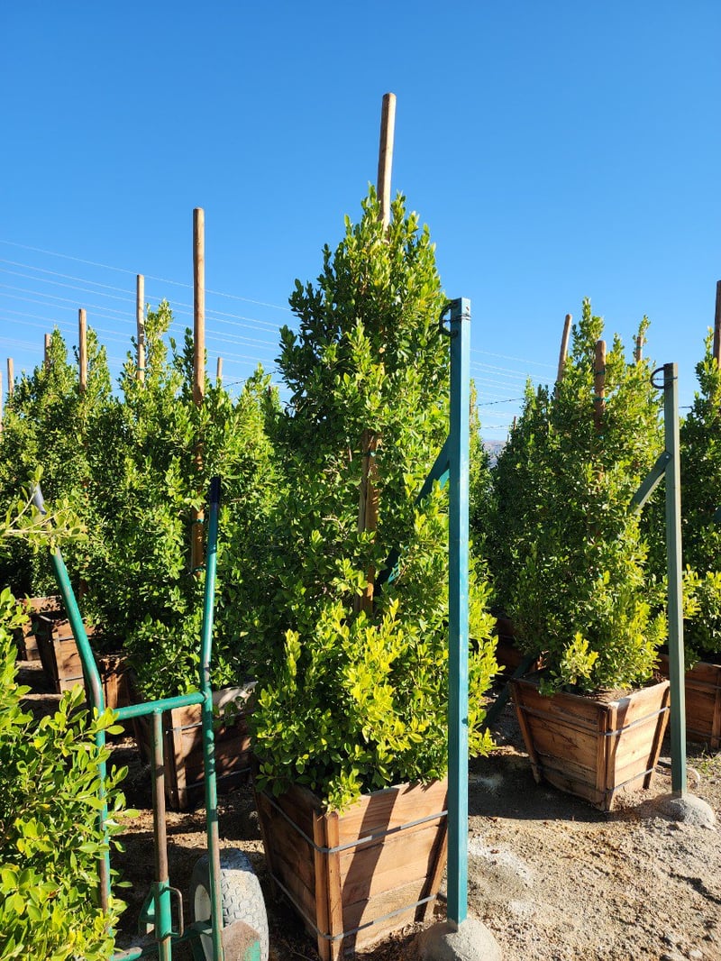 Photo for Ficus microcarpa nitida (Indian Laurel)