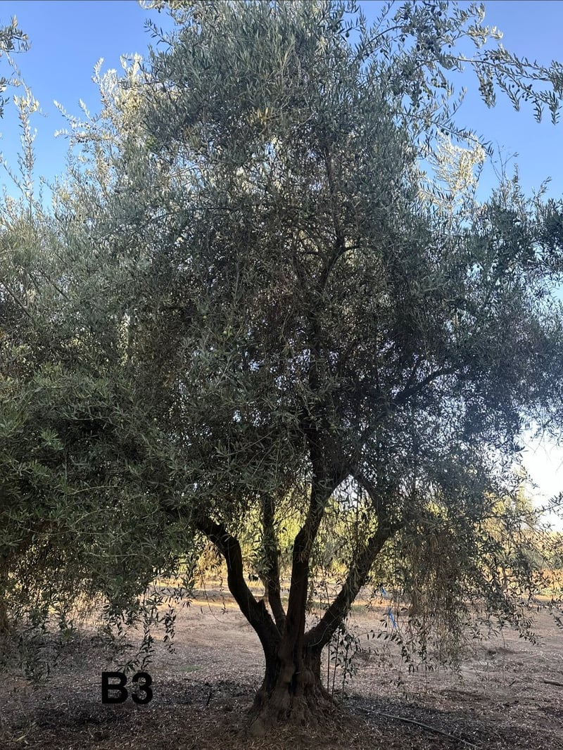Photo for Olea europaea (Olive Tree)