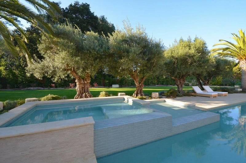 Photo for Olea europaea 'Sevillano' (Sevillano Olive)