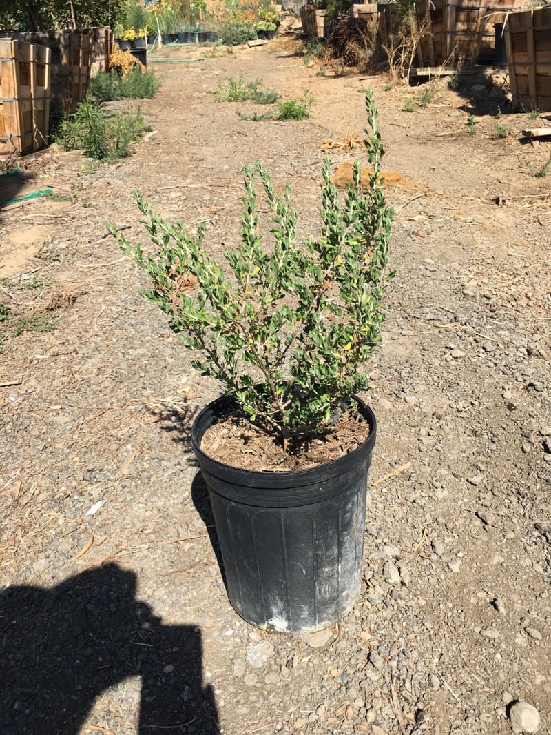 Photo for Leucophyllum frutescens (Texas Sage)