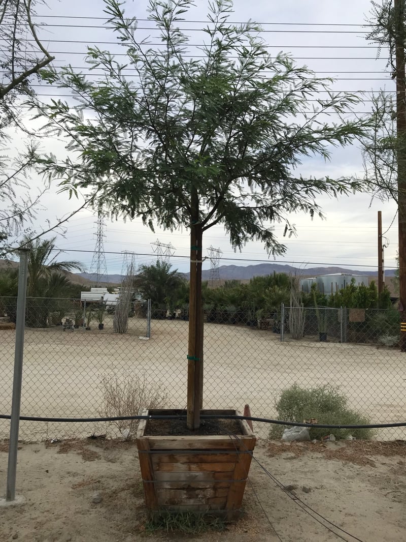 Photo for Prosopis (any variety) (Mesquite)