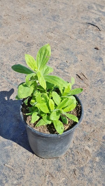 Photo for Mimulus cardinalis (Scarlet Monkey Flower)