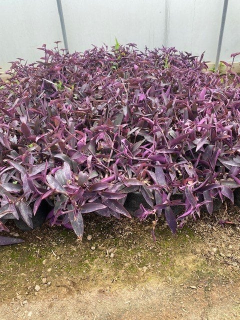 Photo for Tradescantia pallida (Purple Heart )