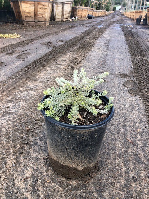 Photo for Westringia fruticosa 'Morning Light' (Morning Light Coast Rosemary)