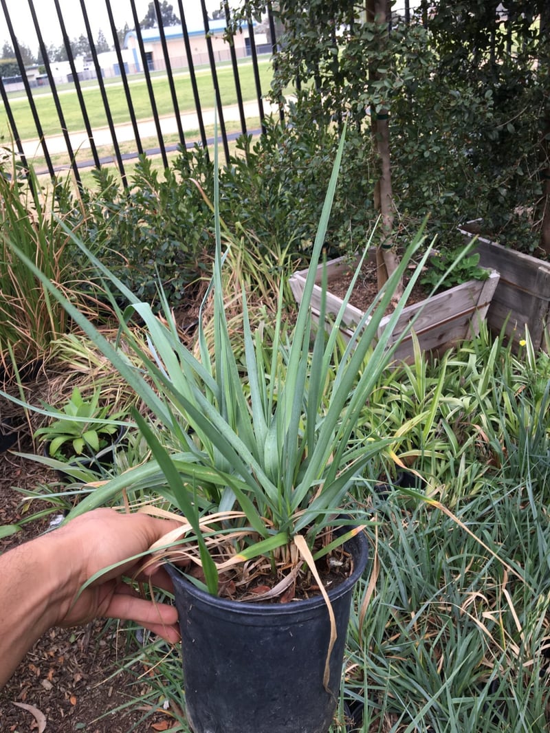 Photo for Leymus condensatus 'Canyon Prince' (Blue Lyme Grass)