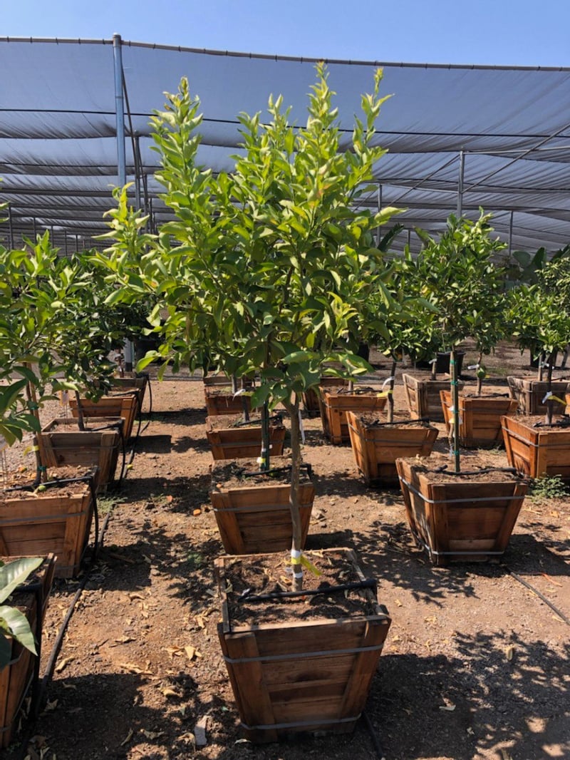 Photo for Citrus limon 'Eureka' (Eureka Lemon)