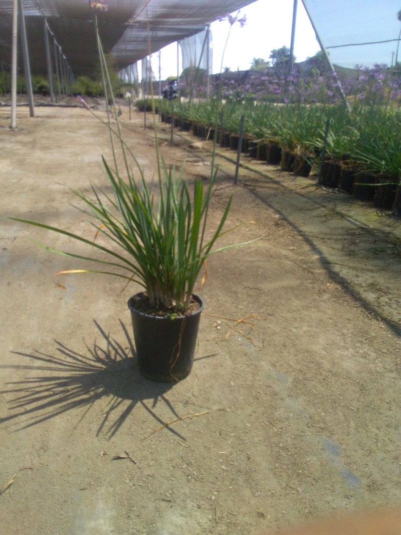 Photo for Tulbaghia violacea (Society Garlic)