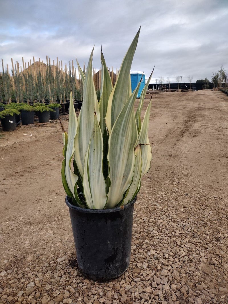 Photo for Furcraea foetida 'Mediopicta' (Mediopicta Mauritius Hemp)
