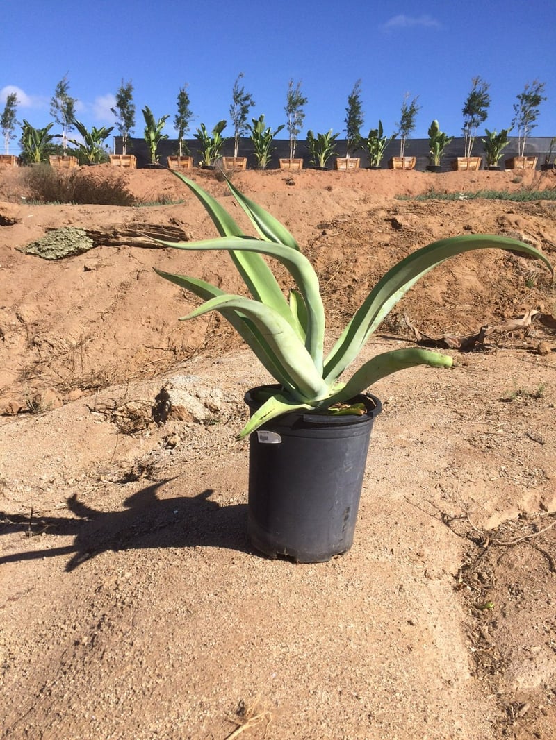 Photo for Agave vilmoriniana (Octopus Agave)