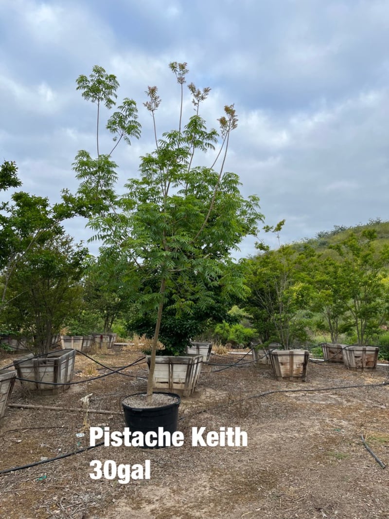 Photo for Pistacia chinensis 'Keith Davey' (Standard) (Fruitless Chinese Pistache)