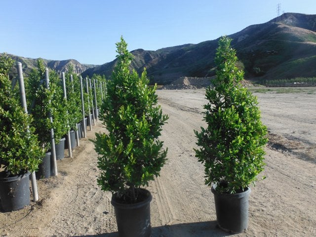 Photo for Prunus caroliniana 'Compacta' (Compact Carolina Cherry Laurel)