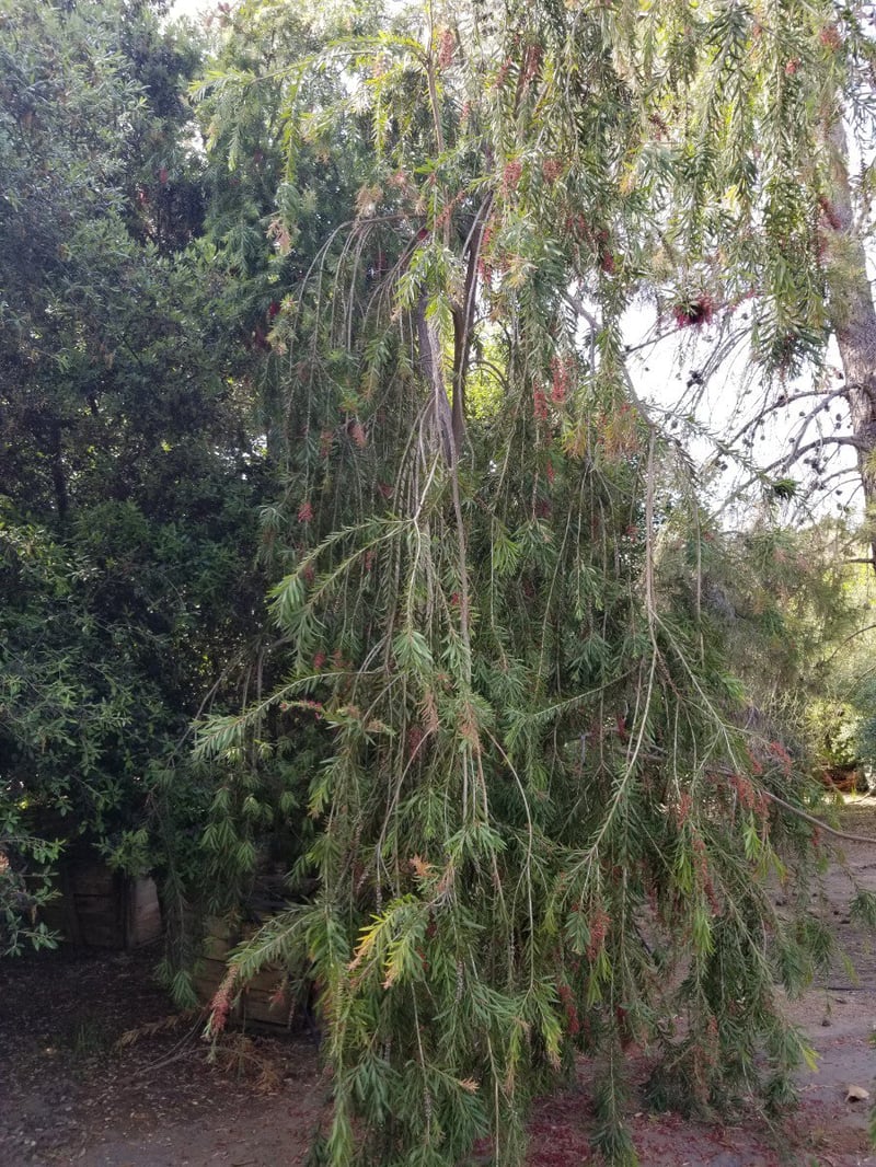 Photo for Callistemon viminalis (Weeping Bottlebrush)