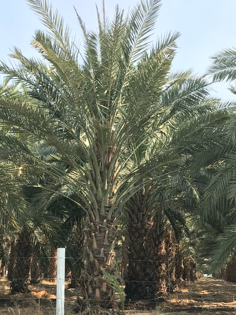 Photo for Phoenix dactylifera 'Macho' (Macho Date Palm)