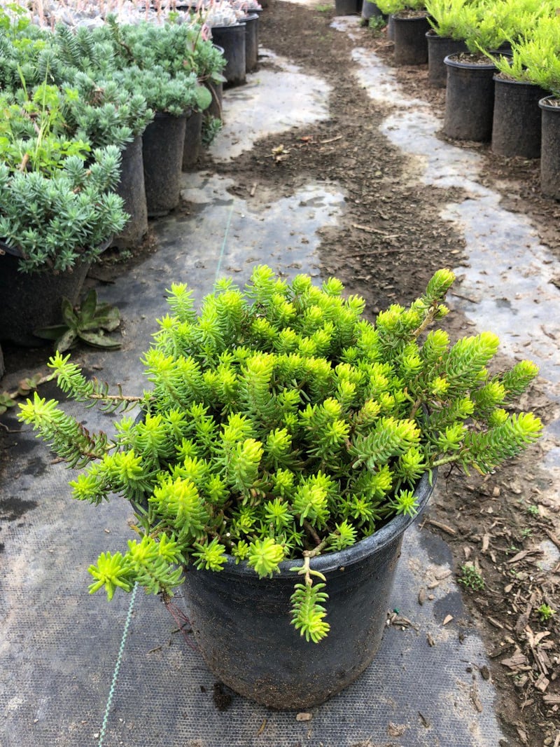 Photo for Sedum rupestre 'Angelina' (Angelina Stonecrop)