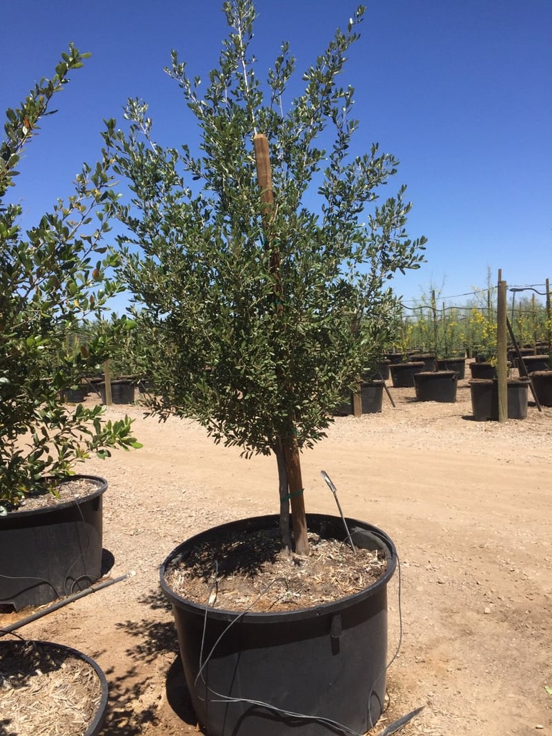 Photo for Quercus virginiana (Southern Live Oak)