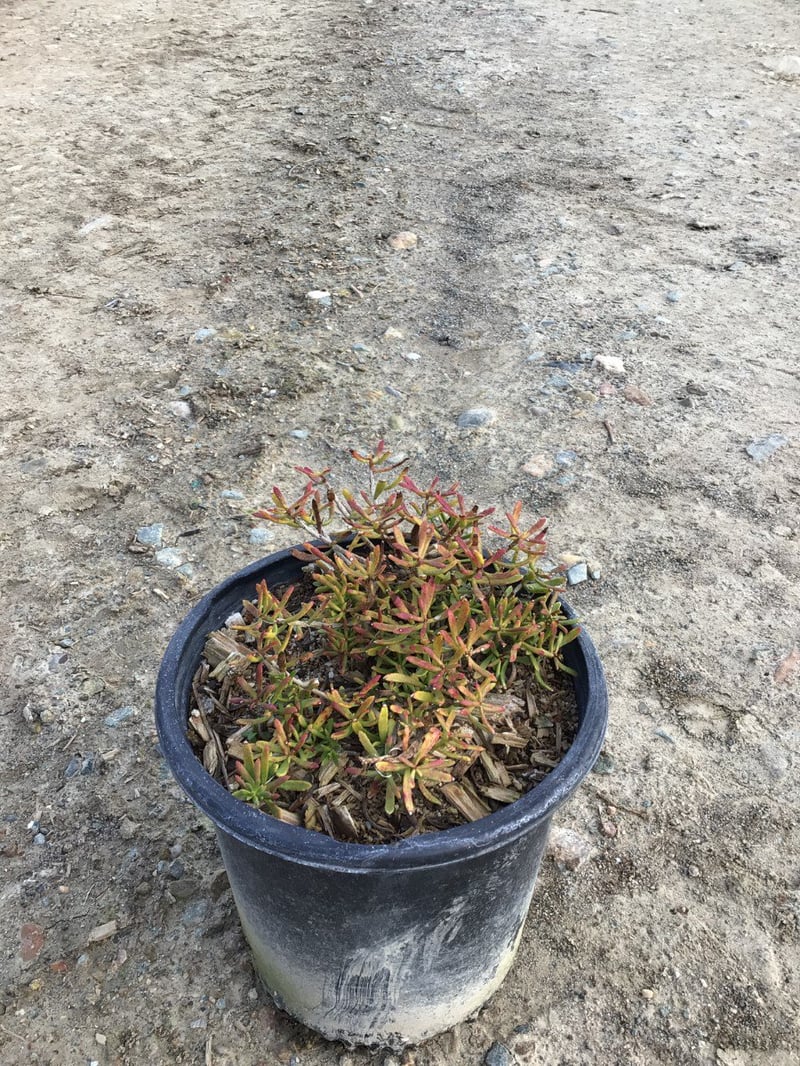Photo for Myoporum parvifolium (Creeping Myoporum)
