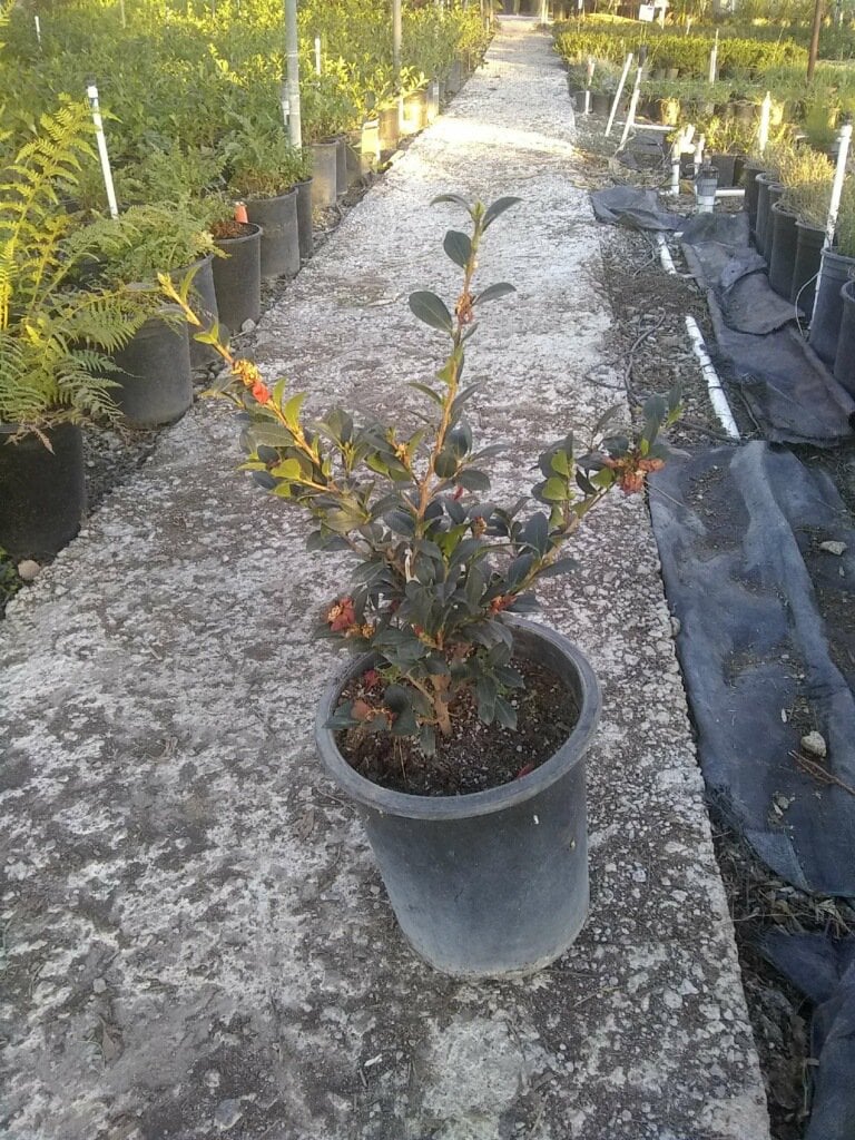 Photo for Camellia sasanqua 'Yuletide' (Yuletide Camellia)