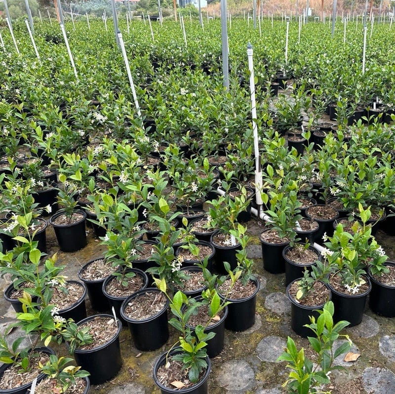 Photo for Trachelospermum jasminoides (Bush) (Star Jasmine (BUSH))
