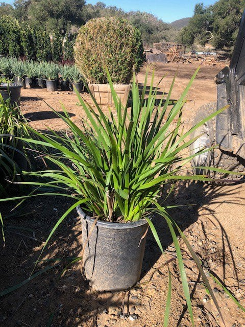 Photo for Anigozanthos 'Harmony' (Harmony Gold Kangaroo Paw)