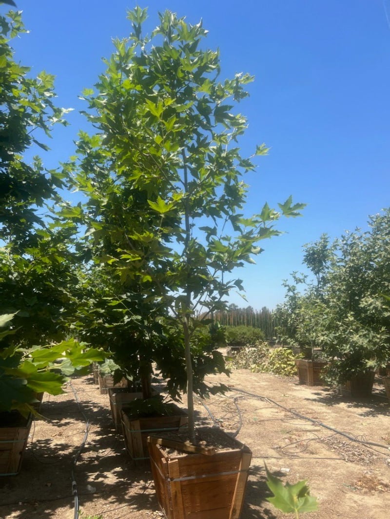 Photo for Platanus acerifolia 'Columbia' (London Plane Tree)