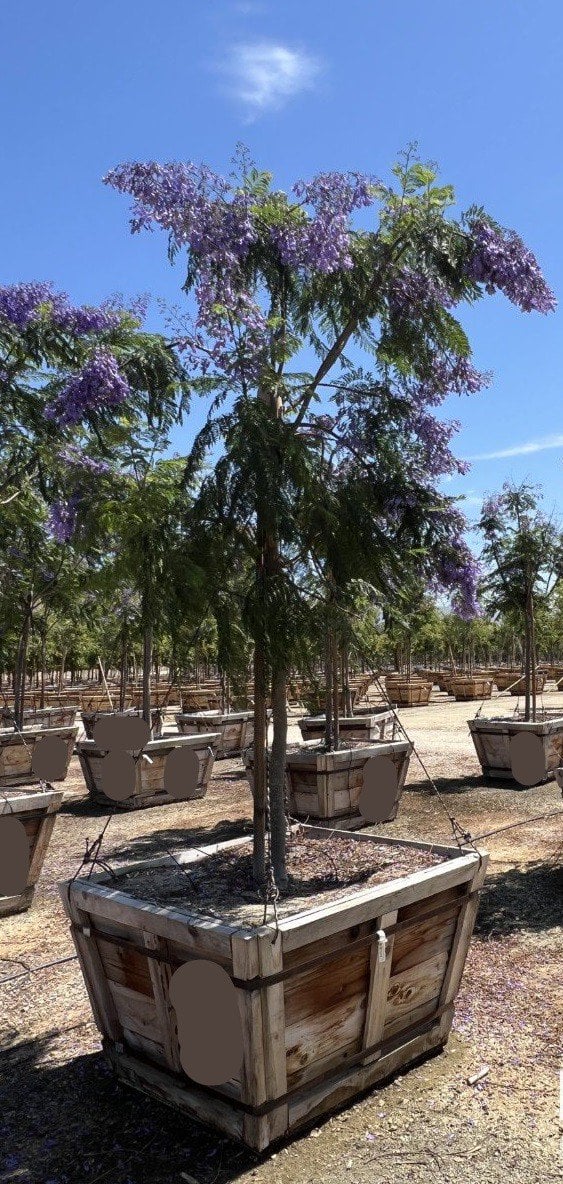 Photo for Jacaranda mimosifolia (Jacaranda)