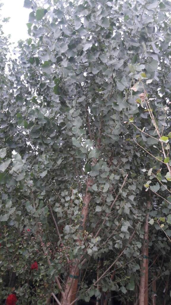 Photo for Populus fremontii (Western Cottonwood)